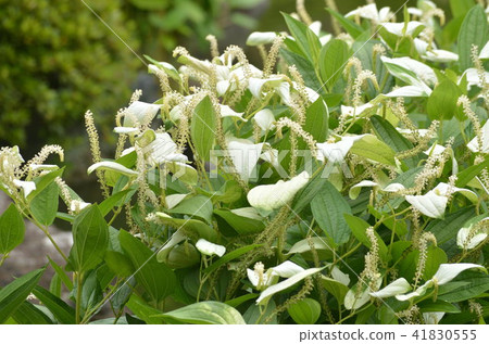 半夏學生 41830555