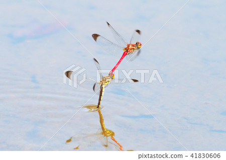 Conosimetorborn (laying egg) Conosimetorborn (laying egg) 41830606