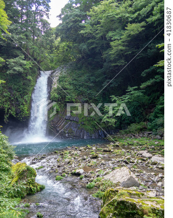 [伊豆半島地質公園]喬倫瀑布[夏季] 41830687