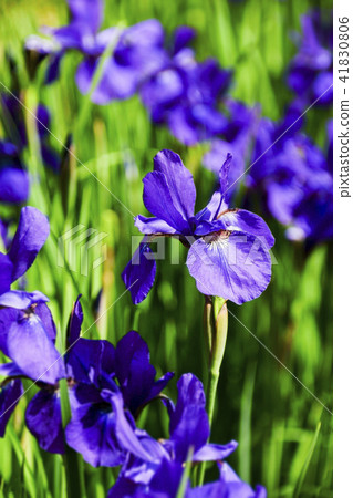 Koi Satoyama Ancient Forest Park Koi Satoyama Ancient Forest Park 41830806