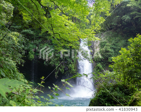[伊豆半島地質公園]喬倫瀑布[夏季] 41830943