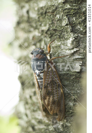 Cicadas 41831014