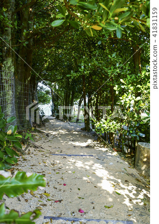 Bise Fukugi Treasures Bise Fukugi Treasures 41831159