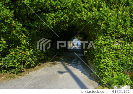 Bise Fukugi Treasures 41831161