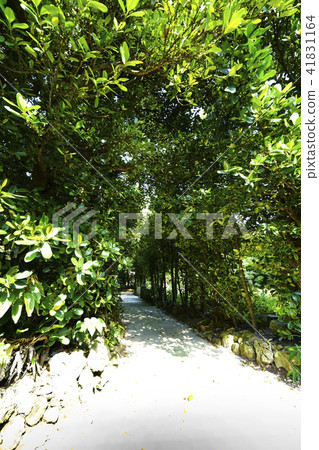 Bise Fukugi Treasures Bise Fukugi Treasures 41831164