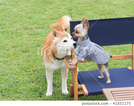 Yorkshire terrier and Shiba Inu 41831175
