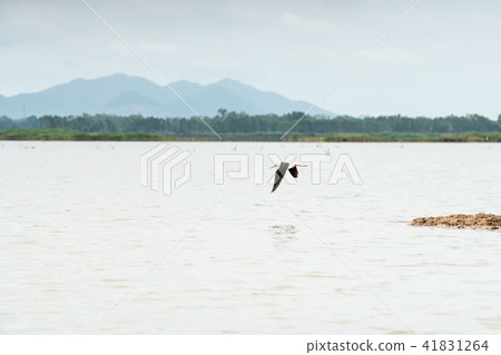 An Asian openbill and silver heron An Asian openbill and silver heron 41831264
