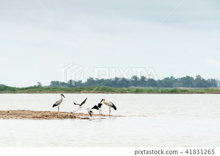 An Asian openbill and Black winged stilt 41831265