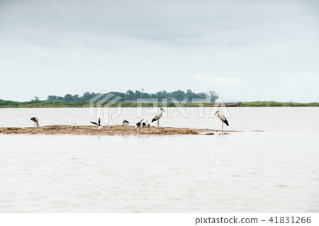 An Asian openbill and Black winged stilt 41831266