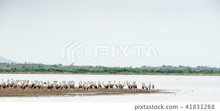 An Asian openbill and Black winged stilt 41831268