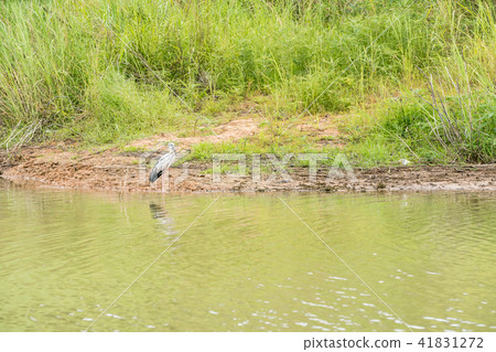 An Asian openbill 41831272