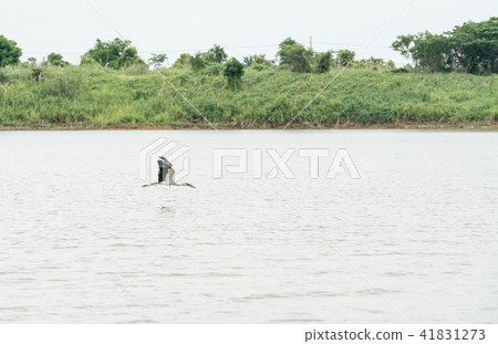 An Asian openbill An Asian openbill 41831273