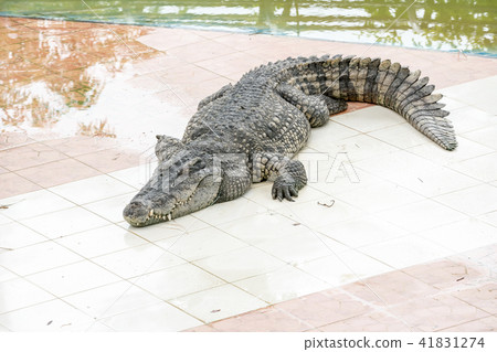 An sleeping crocodile An sleeping crocodile 41831274