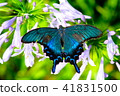Callus Swallowtail 41831500