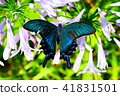 Callus Swallowtail 41831501