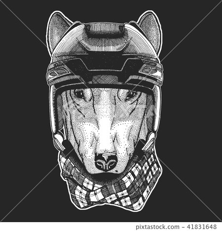 Wild animal wearing hockey helmet. Print for t-shirt design. Wild animal wearing hockey helmet. Print for t-shirt design. 41831648