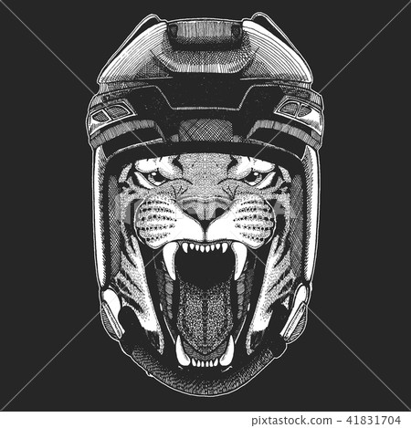 Wild tiger Wild animal wearing hockey helmet. Print for t-shirt design. 41831704