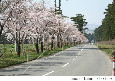 櫻花和道路 櫻花和道路 41831886