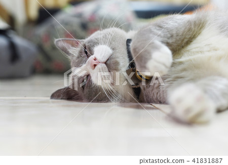 the fatty grey cat is sleeping on the floor the fatty grey cat is sleeping on the floor 41831887