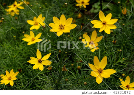 Flower of Ita birch shark (young leaves) 41831972