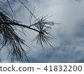 The leaves of the pine trees in the rain without s 41832200