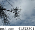 The leaves of the pine trees in the rain without s 41832201