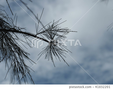 The leaves of the pine trees in the rain without s The leaves of the pine trees in the rain without s 41832201