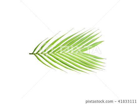 leaf of palm tree isolated on white background leaf of palm tree isolated on white background 41833111