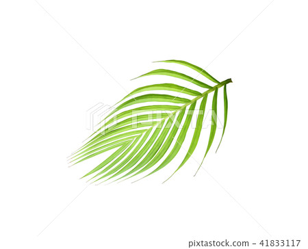 leaf of palm tree isolated on white background leaf of palm tree isolated on white background 41833117