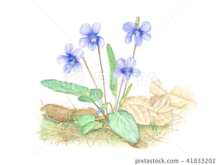 紫羅蘭 紫羅蘭 41833202