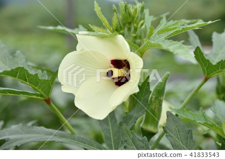 Okra's Flower Okra's Flower 41833543