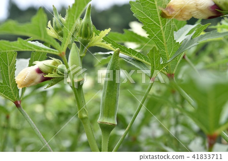 秋葵的花 41833711
