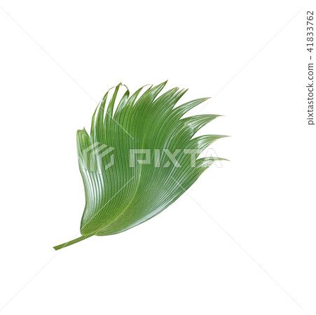green palm leaf on white background green palm leaf on white background 41833762