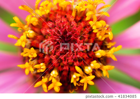 Beautiful pollen texture with rain drop of zinnia 41834085