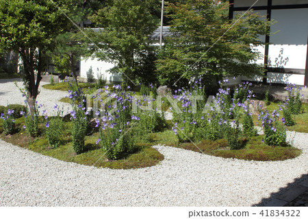 京都Ryu神社源氏花園 41834322