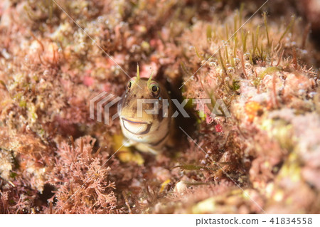 Candle gimpo 41834558