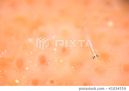 Akasuki giu mitake goby 41834559