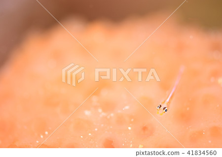 Akasuki giu mitake goby 41834560