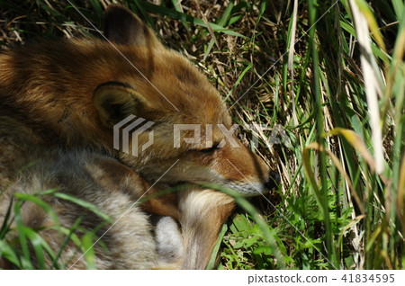 Hound fox sleeps Hound fox sleeps 41834595