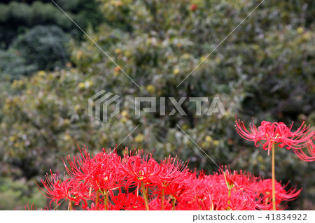 Satoyama in autumn "Terraced rice field at the address" A cluster amaryllis that blooms vividly 41834922