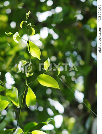 green leaves large creeping plant in tropical zone 41835163