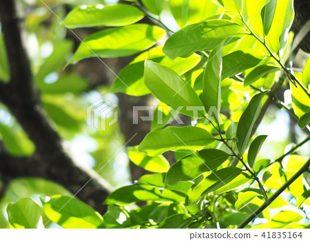 green leaves large creeping plant in tropical zone 41835164