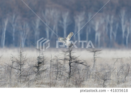 Flapping owl 41835618