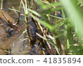 Morton Ittombo spawning 41835894