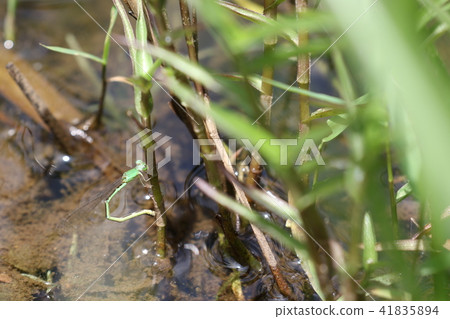 Morton Ittombo spawning 41835894