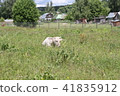 A white cow lies on a meadow in green grass.  41835912