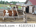 Spotted red and white cow on the farm.  41835913