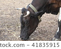 Brown cow on the farm. Cow head close up.  41835915
