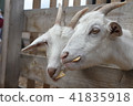 Goats are eating cookies.  41835918