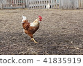 Single brown chicken or rooster looking for food. 41835919